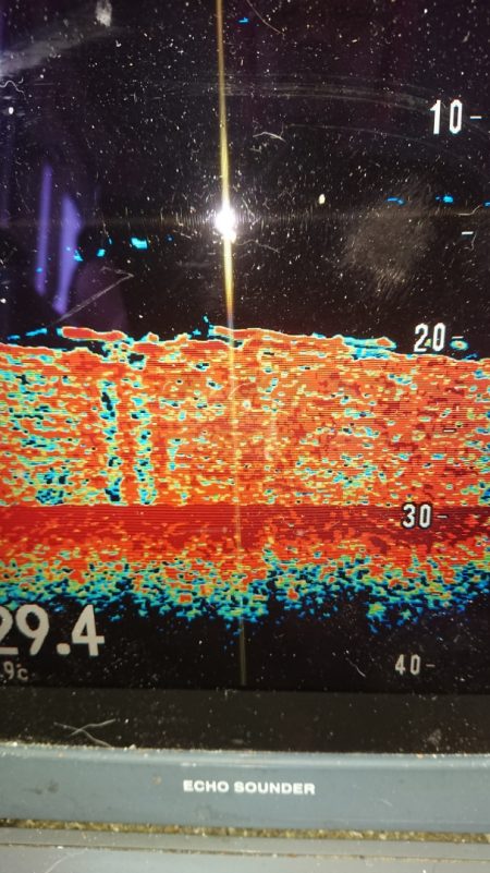金沢八景鴨下丸 釣果