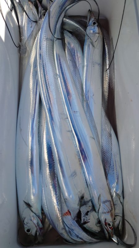 シースナイパー海龍 釣果