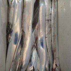 シースナイパー海龍 釣果