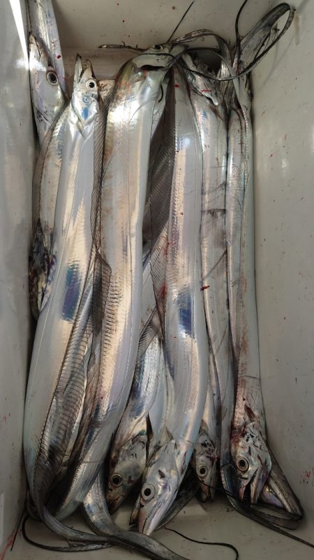 シースナイパー海龍 釣果