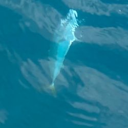 あみや渡船 JIGBOY 釣果