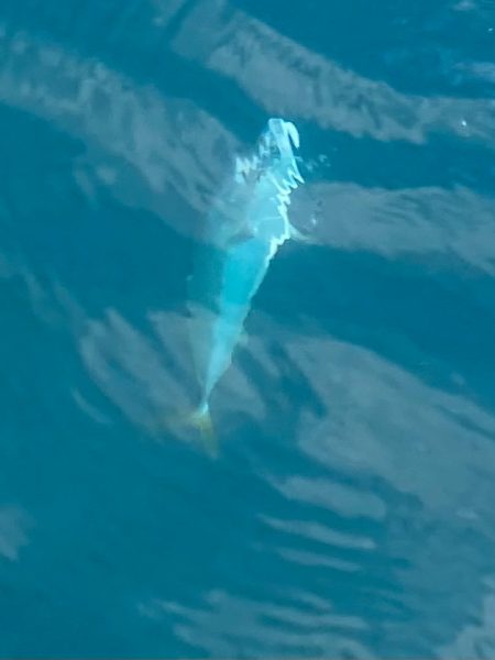 あみや渡船 JIGBOY 釣果