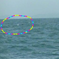 ＪＤＩ　Ｒａｃｉｎｇ　シールズマリンレジャー 釣果