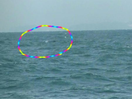 ＪＤＩ　Ｒａｃｉｎｇ　シールズマリンレジャー 釣果