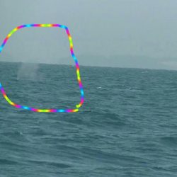 ＪＤＩ　Ｒａｃｉｎｇ　シールズマリンレジャー 釣果