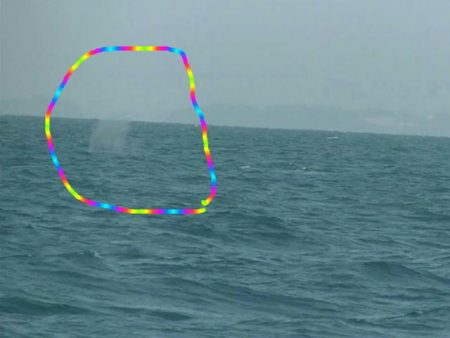 ＪＤＩ　Ｒａｃｉｎｇ　シールズマリンレジャー 釣果