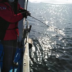 フィッシングガイド りょう 釣果