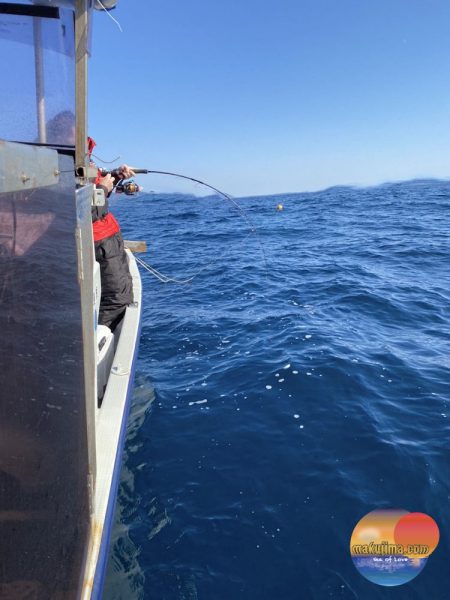幕島丸 釣果
