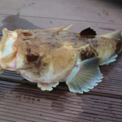 エル・クルーズ 釣果