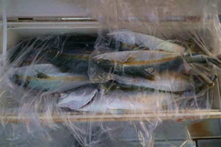 エル・クルーズ 釣果