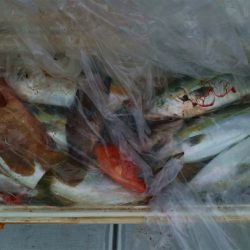 エル・クルーズ 釣果