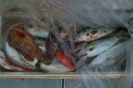 エル・クルーズ 釣果