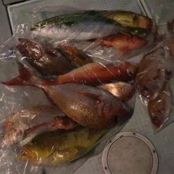 エル・クルーズ 釣果