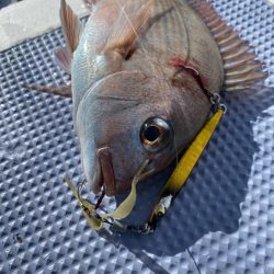 新幸丸 釣果