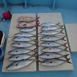 きずなまりん 釣果