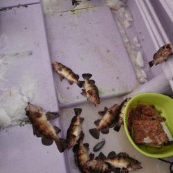 海龍丸（石川） 釣果