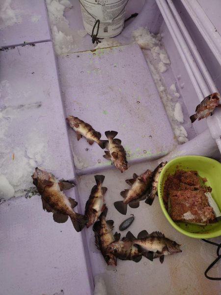 海龍丸（石川） 釣果