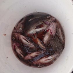 海龍丸（石川） 釣果