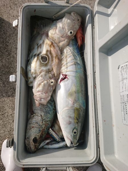 エンペラー 釣果