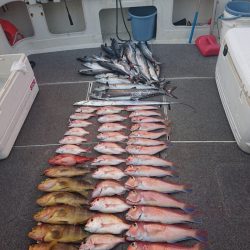 ARCADIAⅡ (アルカディアⅡ) 釣果