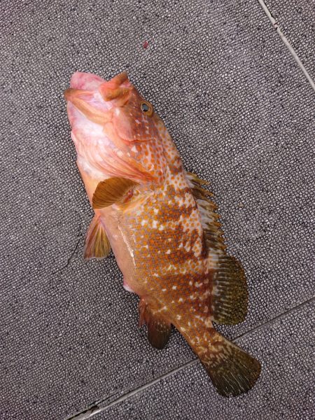 ARCADIAⅡ (アルカディアⅡ) 釣果