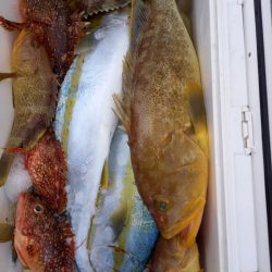 第二龍勢丸 釣果