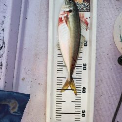 海龍丸（石川） 釣果