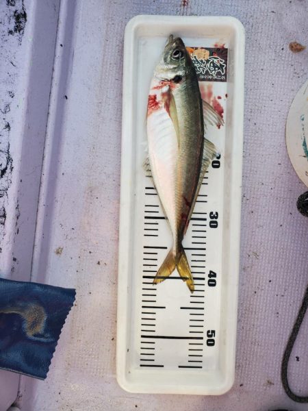 海龍丸（石川） 釣果