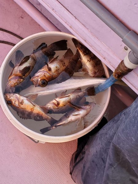 海龍丸（石川） 釣果