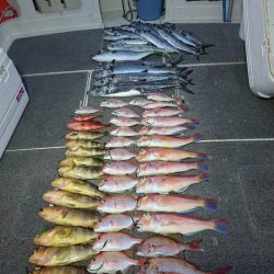 ARCADIAⅡ （アルカディアⅡ） 釣果