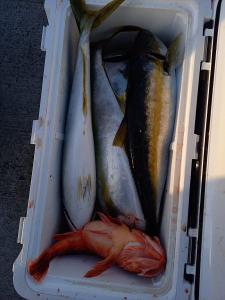 第二龍勢丸 釣果