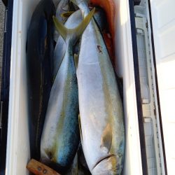 第二龍勢丸 釣果