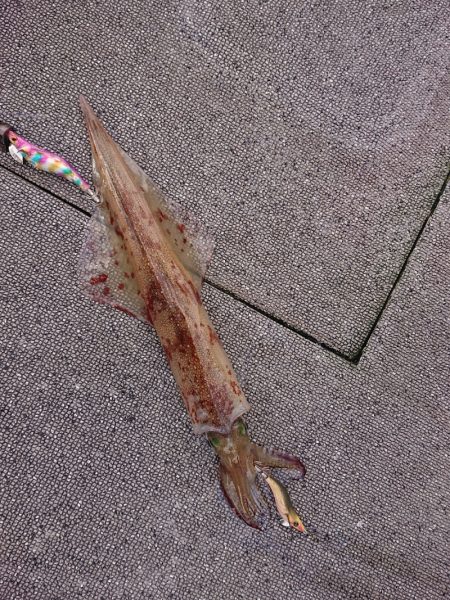 ARCADIAⅡ (アルカディアⅡ) 釣果