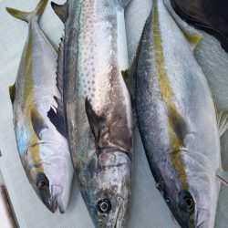 アマテラス 釣果