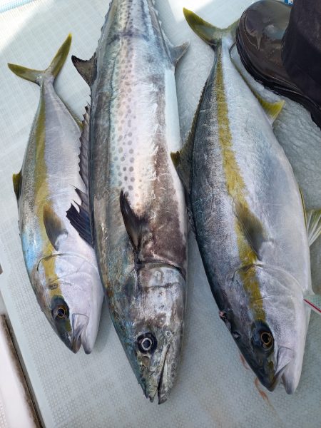 アマテラス 釣果