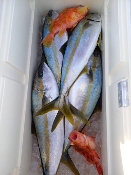 第二龍勢丸 釣果