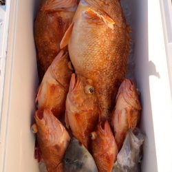 第二龍勢丸 釣果