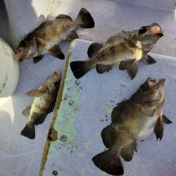 海龍丸（石川） 釣果