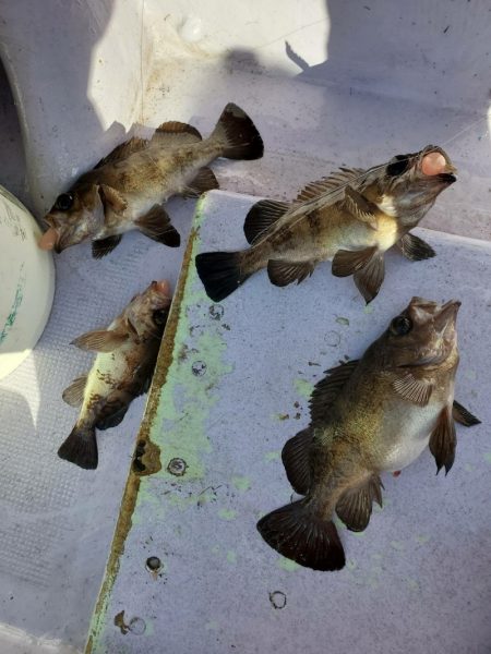 海龍丸（石川） 釣果