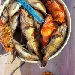 海龍丸（石川） 釣果