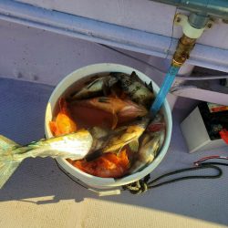 海龍丸（石川） 釣果