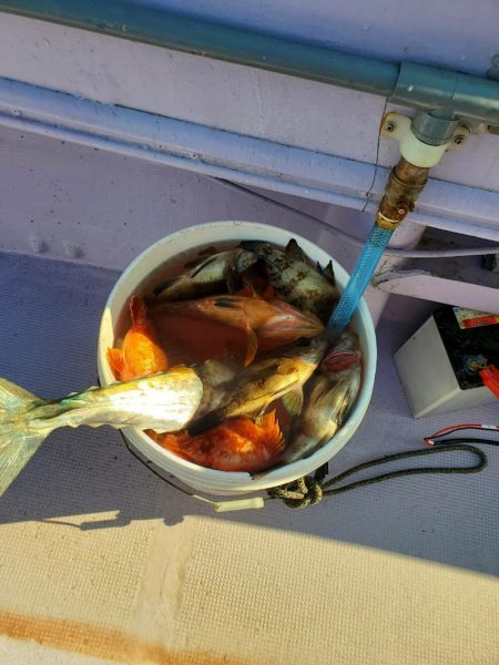 海龍丸（石川） 釣果