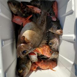 海龍丸（石川） 釣果