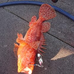 ARCADIAⅡ (アルカディアⅡ) 釣果