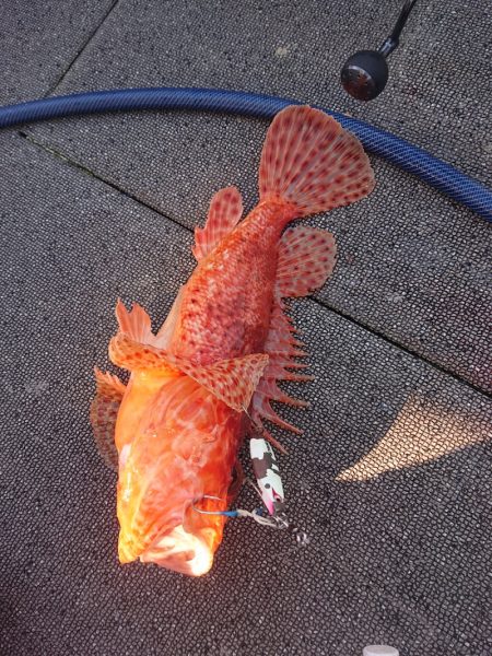 ARCADIAⅡ (アルカディアⅡ) 釣果