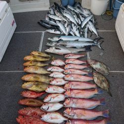 ARCADIAⅡ (アルカディアⅡ) 釣果