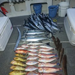 ARCADIAⅡ (アルカディアⅡ) 釣果