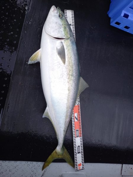 第二龍勢丸 釣果