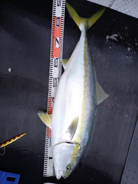 第二龍勢丸 釣果