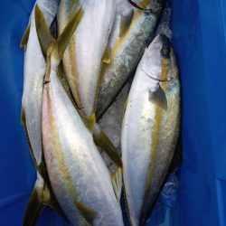 第二龍勢丸 釣果